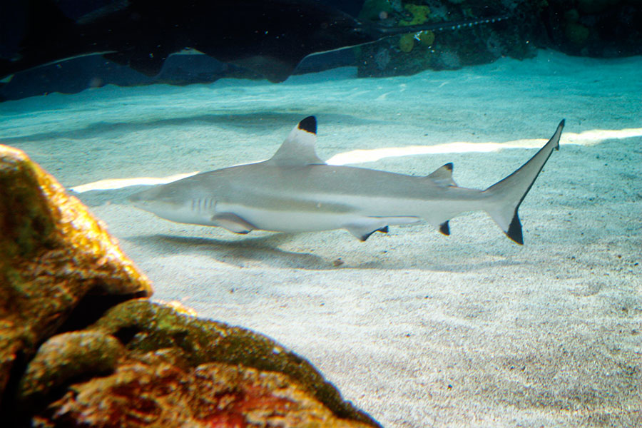 Black tip reef shark swimming