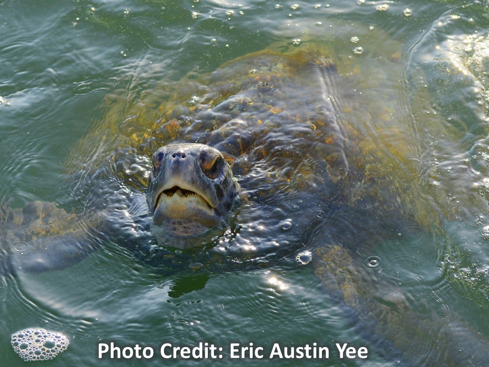 Sea turtle with head coming out of the water