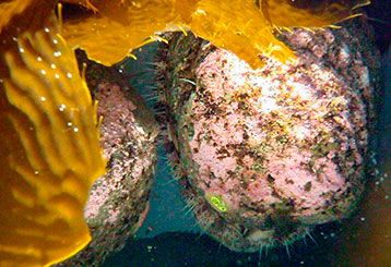 White abalone with kelp