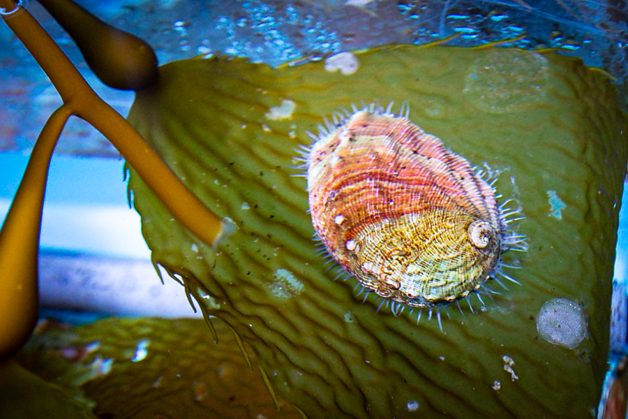 White abalone on kelp