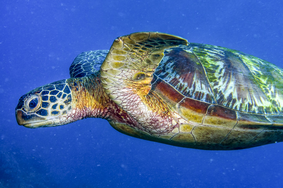 Green sea turtle