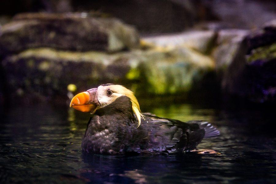 Tufted Puffin Swimming