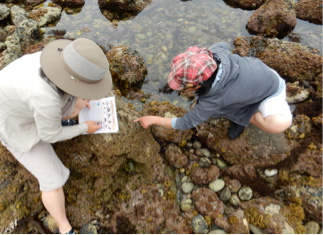 Community scientists tide pool bioblitz