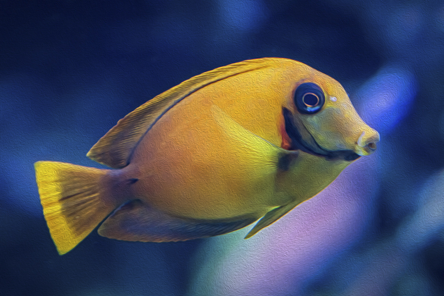 Yellow Tang