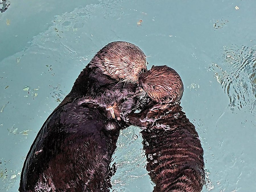 sea otter surrogate mom millie with baby sea otter