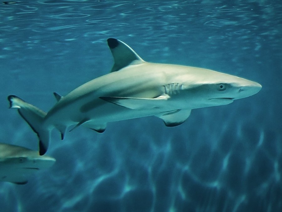 blacktip reef shark