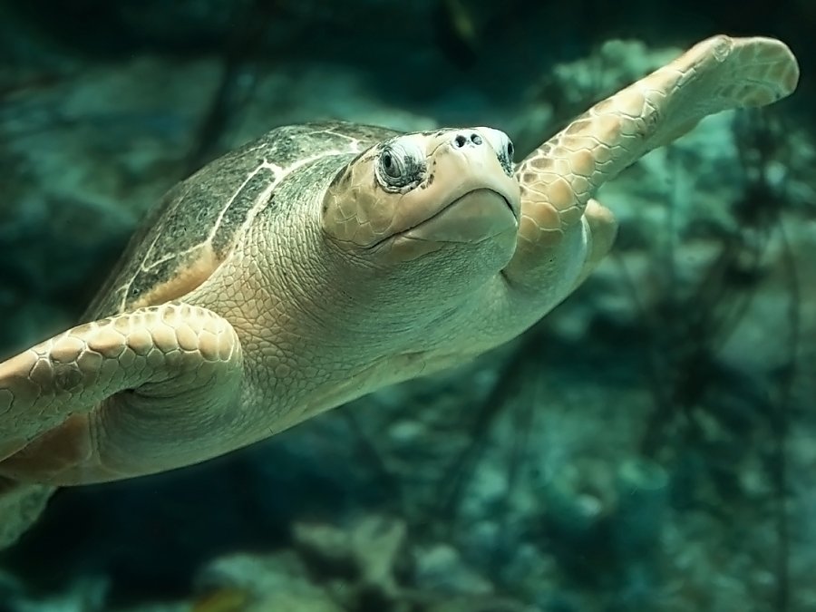 olive ridley sea turtle swimming in exhibit