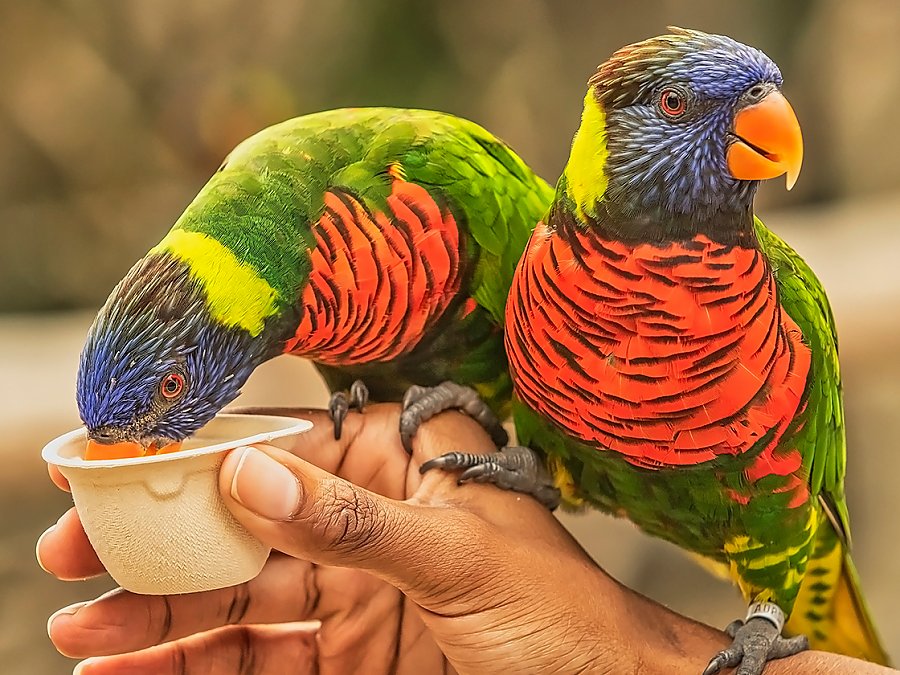 lorikeets sitting on hand being fed
