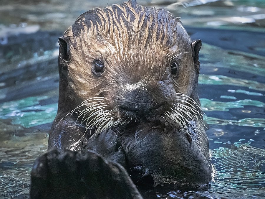 otter 934 in water with paws in mouth