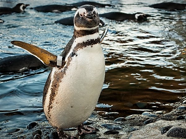 /email_images/skipper_the_penguin_on_penguin_beach.jpg{title}{/calendar:mainimageEV}