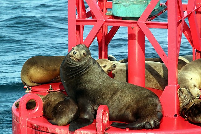 Sea lions sitting on a buoy with a large male in the center