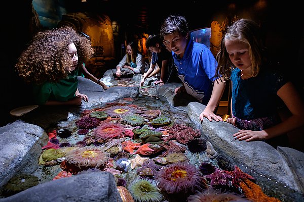 Kids surround a touch lab full of anemones and sea stars