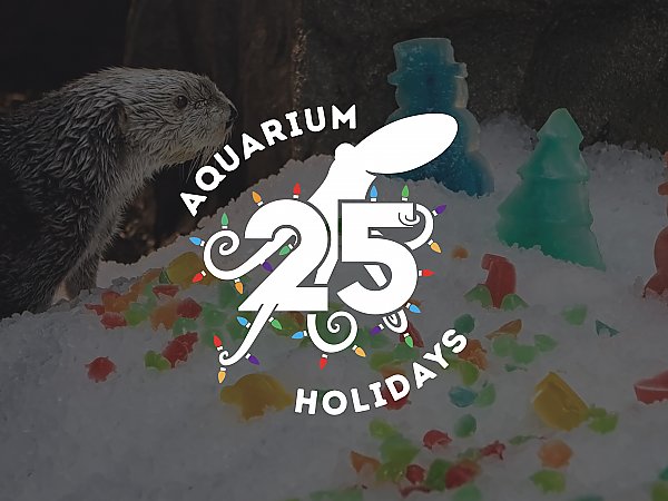 2023 aquarium holidays logo with otter on ice looking at treats