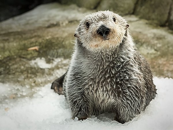 Sea Otter on ice
