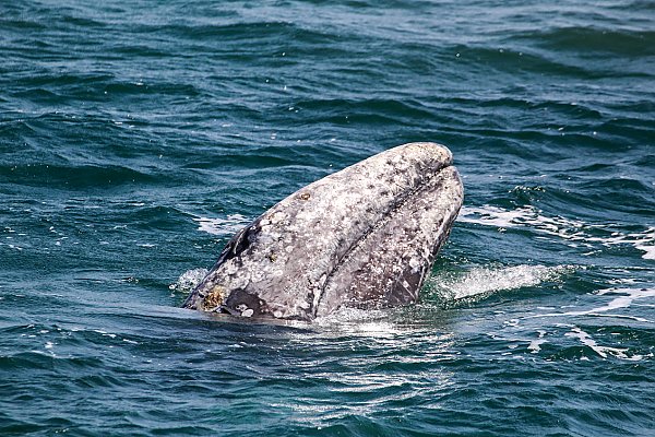 Gray whale head poking out of the water