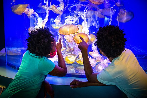Masked boy and girl point at sea nettles in an exhibit