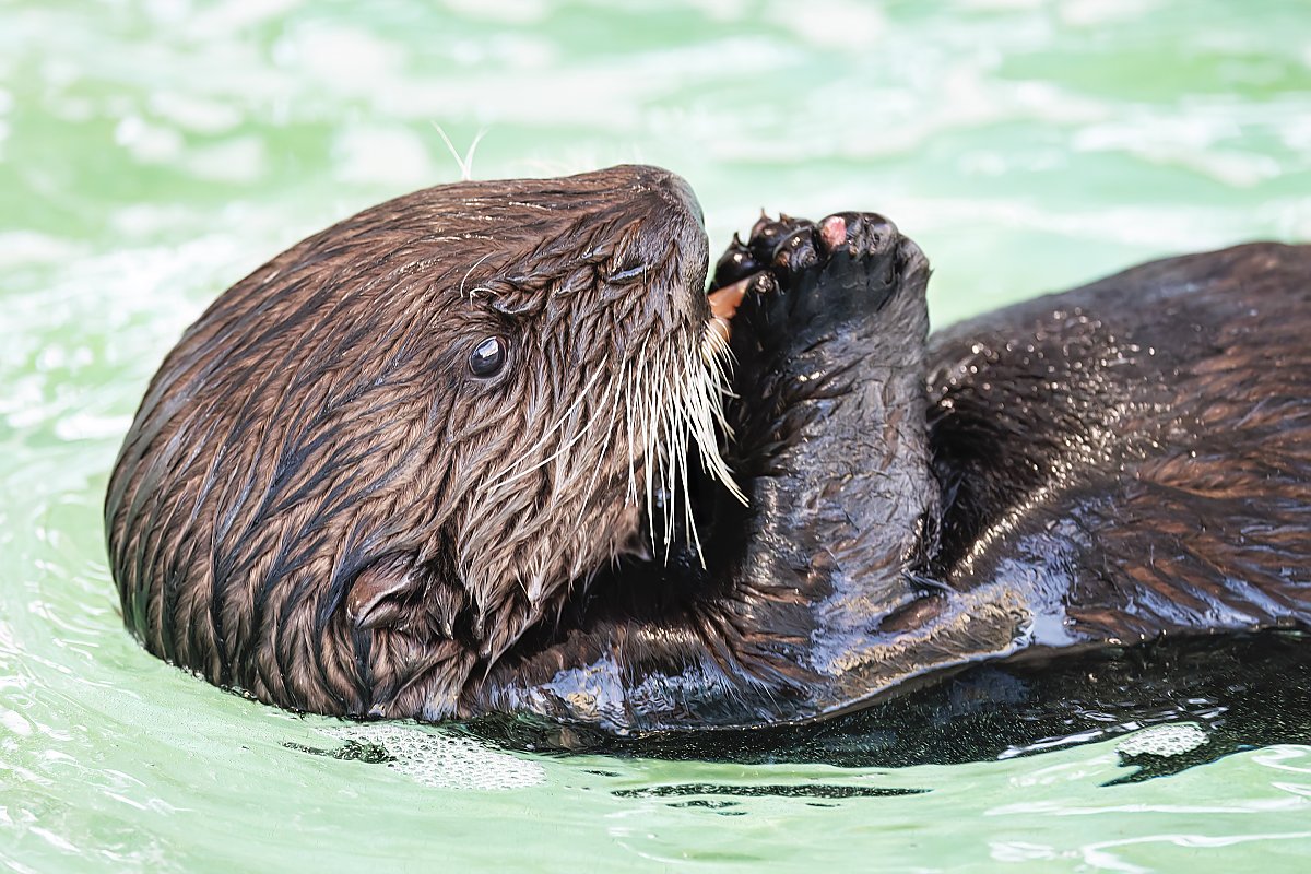 Otter pup Bee floats on her back with food in paws