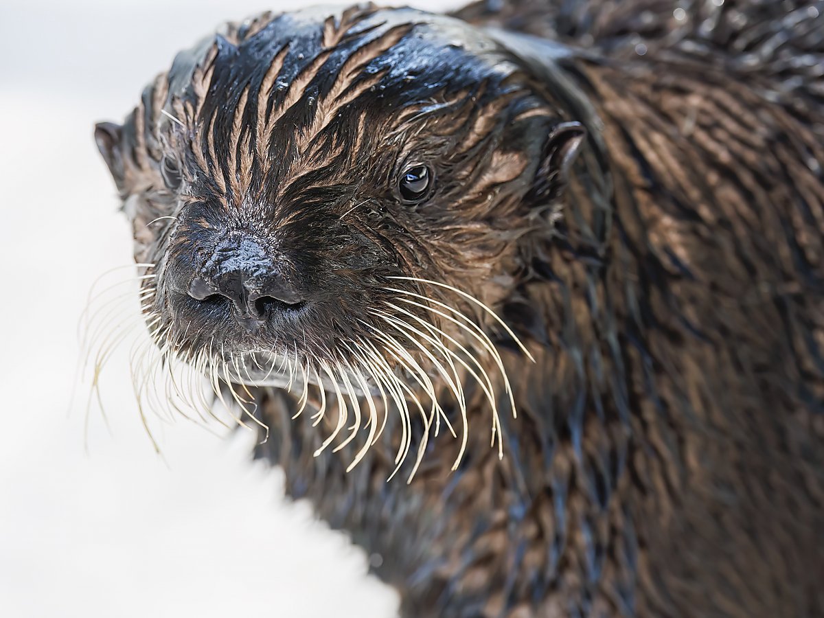 Sea otter pup Elle