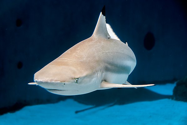 Blacktip reef shark swimming forward in exhibit