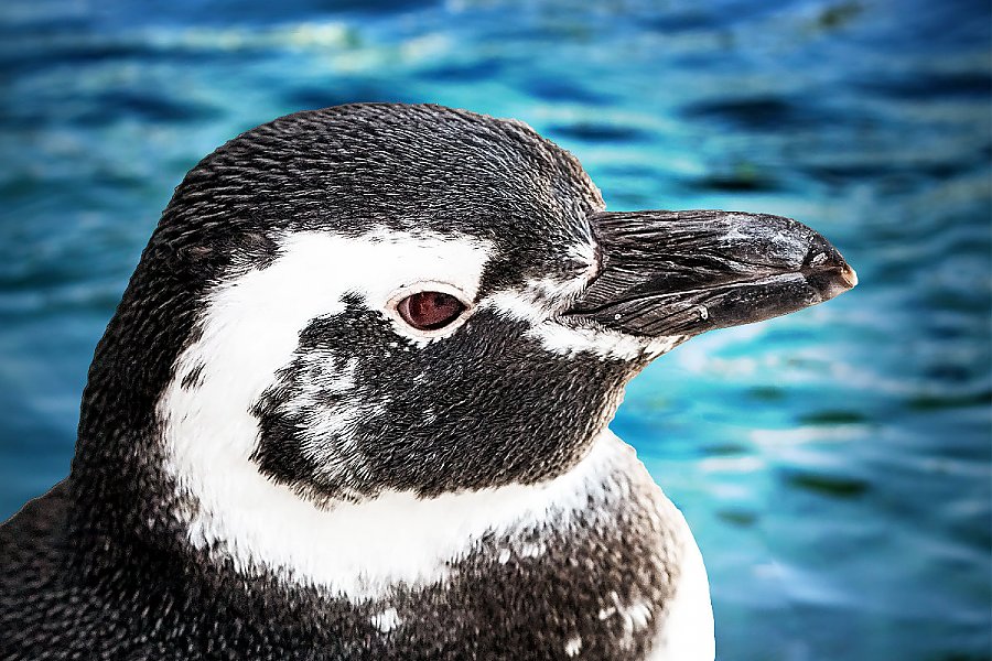 Penguin Paddles with blue water background