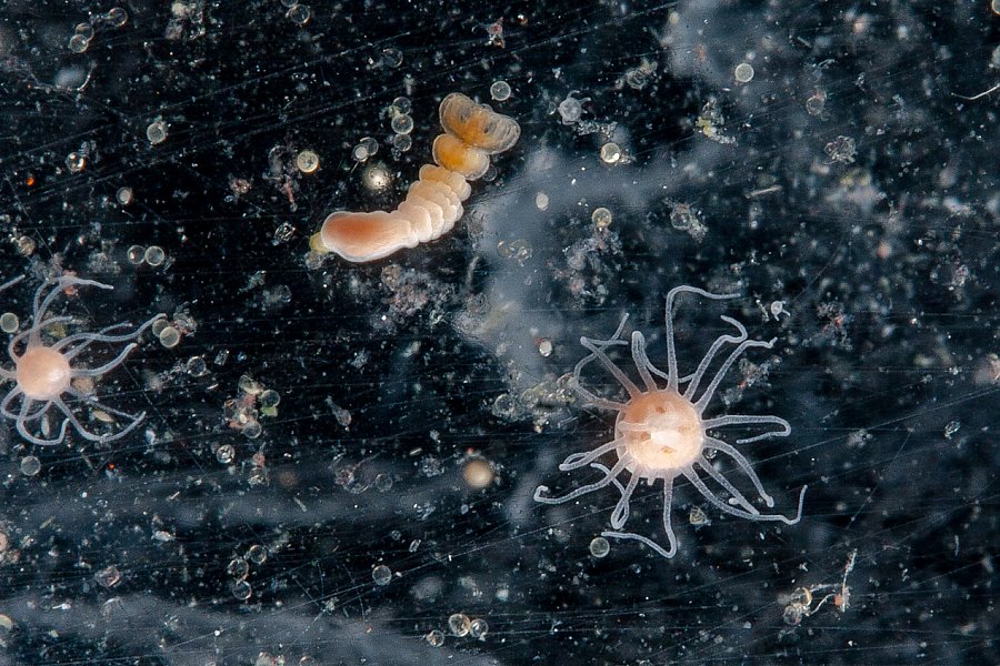 Sea jelly strobila on dark background