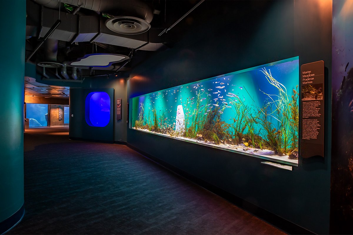 Seagrass exhibit showing seals and sea lion exhibit