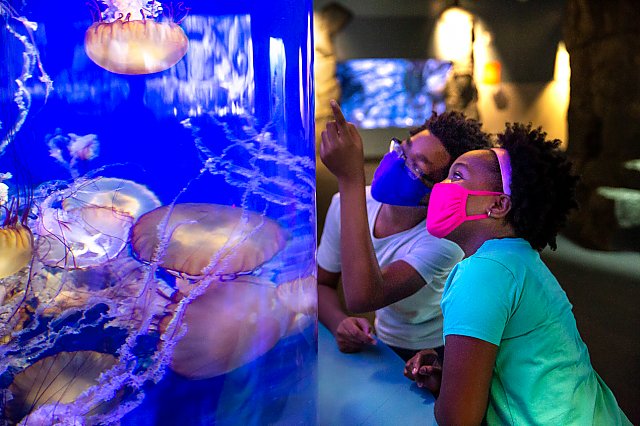 Masked boy and girl looking at sea nettles