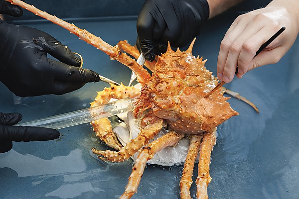 Four_hands_holding_tools_surrounding_a_crab.jpg