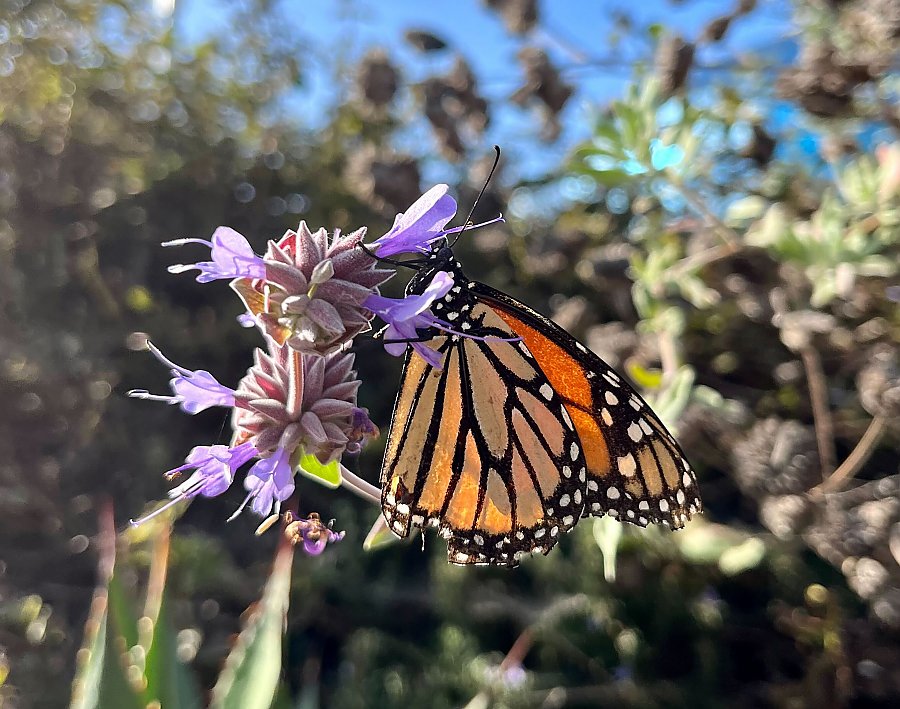 Monarch butterfly on a purple flower