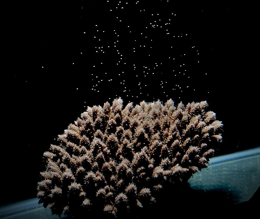 A coral head spawns by releasing gametes into the water column at night.