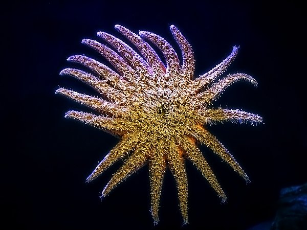 The underside of a sunflower star attached to clear acrylic with thousands of tube feet