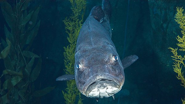 Giant sea bass in kelp