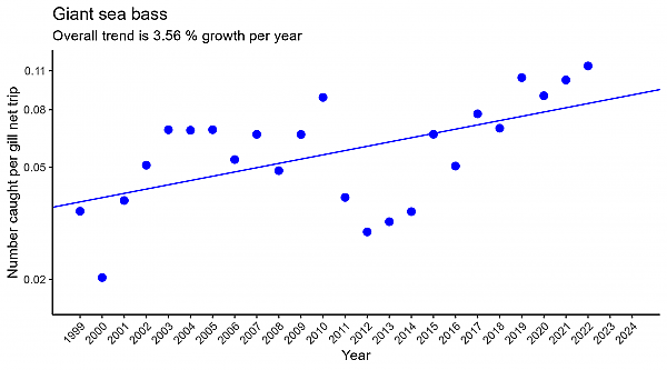 Giant sea bass regression