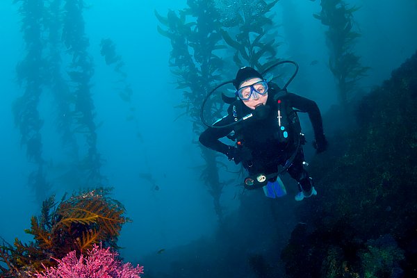 Diver in kelp forest