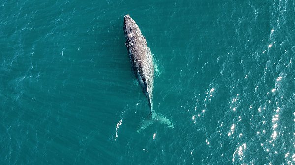 Birdseye view of gray whale