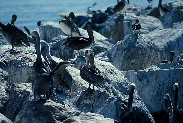 Several brown pelicans on rocks