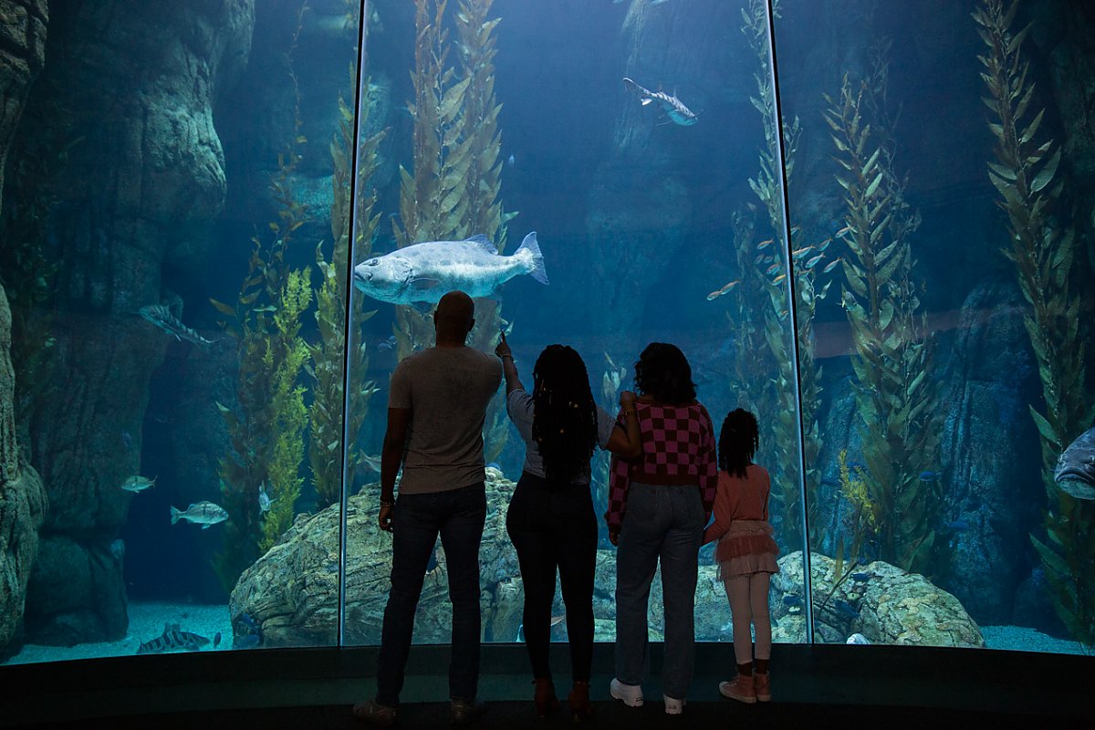 Family of Four in Front of Blue Cavern Exhibit