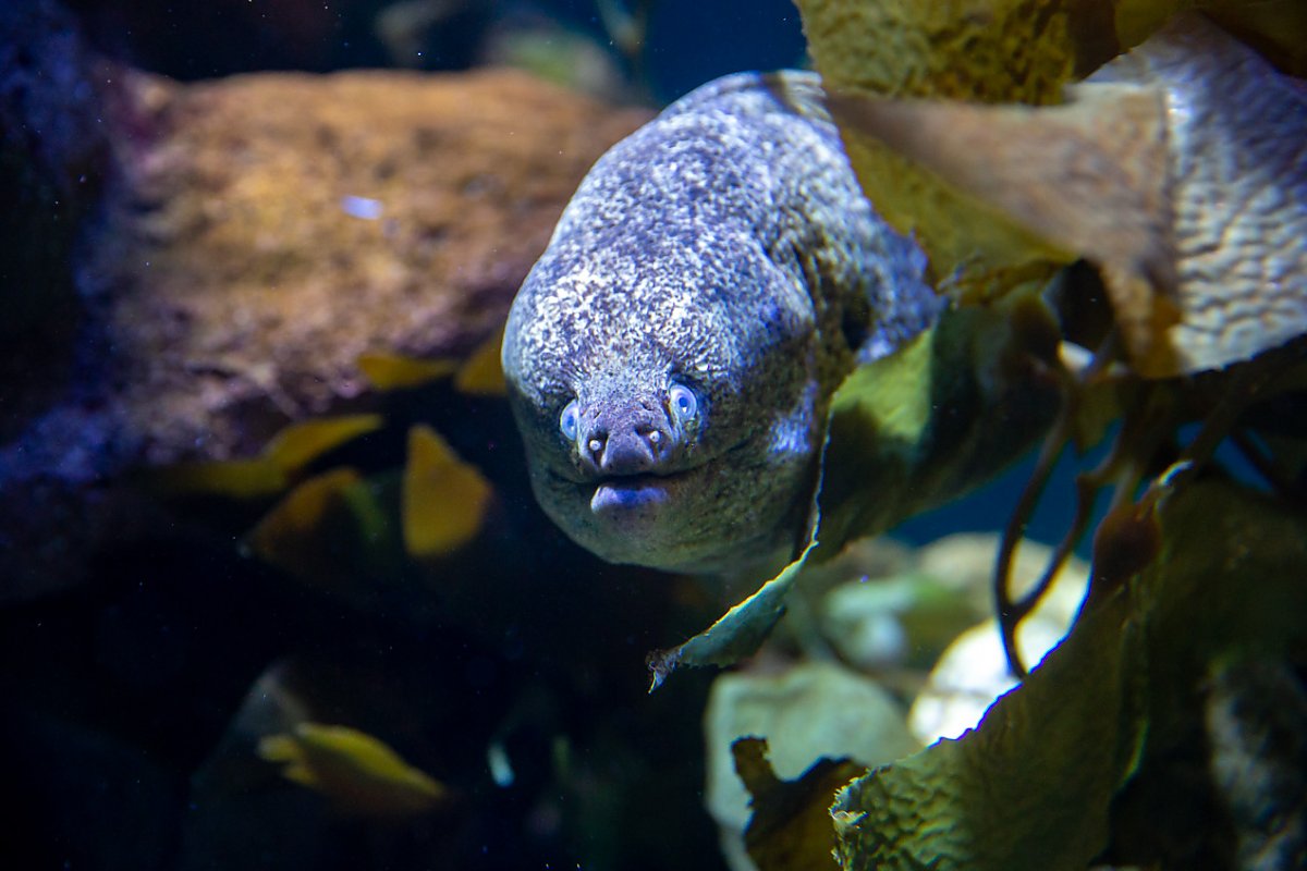 Moray eel's face in kelp