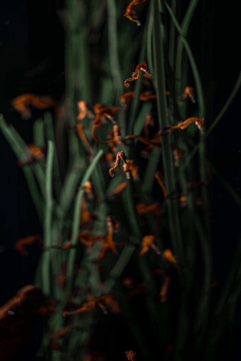 baby sea horses