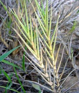 Saltgrass