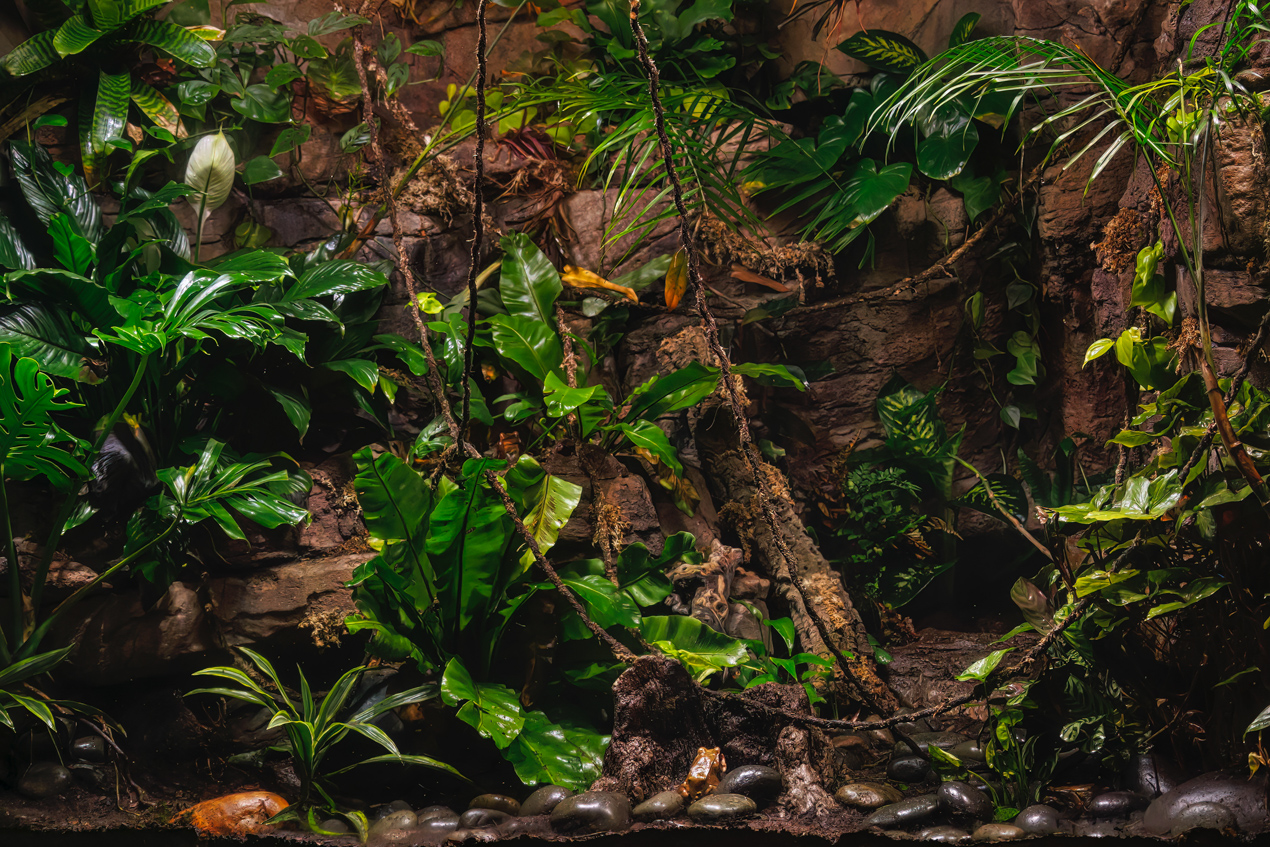 Foliage in exhibit with frogs