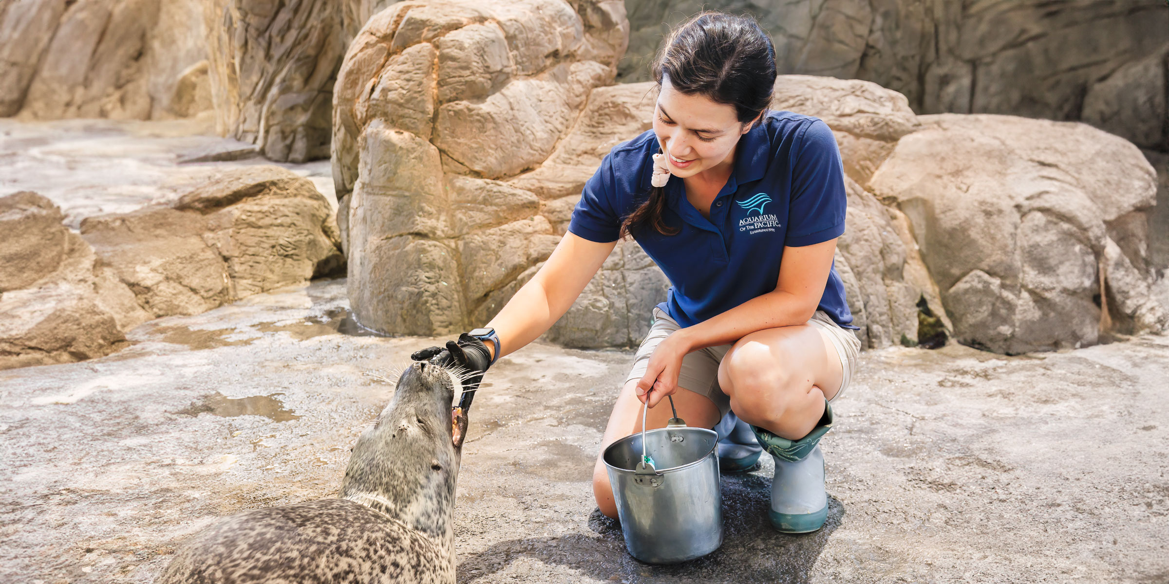 Aquarium staff feeding harbor seal