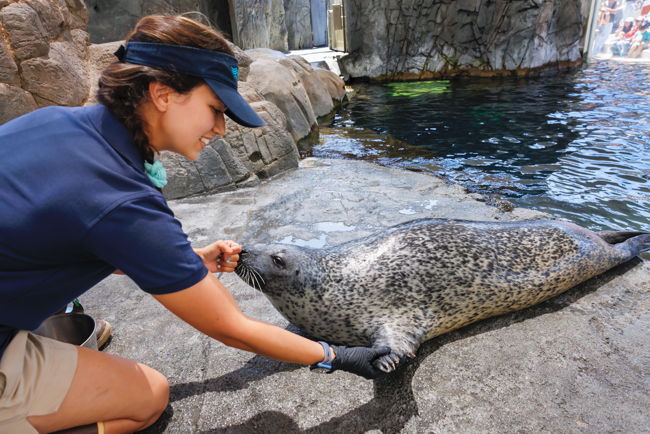 Aquarium staff holding harbor seal