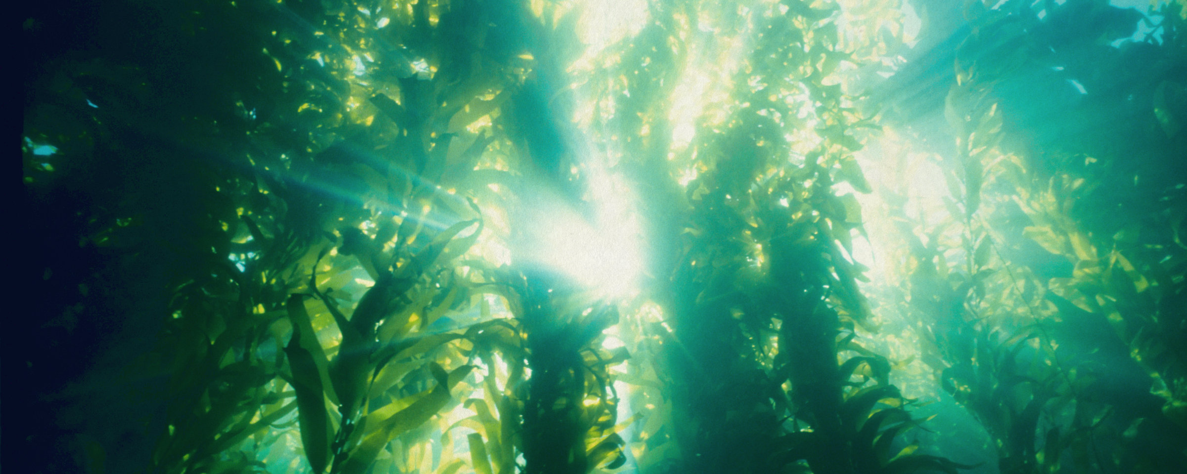 Kelp Forest in Sunlight