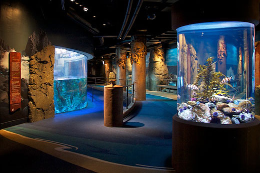 Otter exhibit and cylinder tank